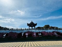 -贵州百里杜鹃风景名胜区