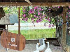 -三亚亚龙湾红树林度假酒店