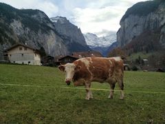 -Husi Bierhaus