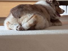 -瑞派申生动物医院·24H夜诊·国际动物医疗中心·骨外科(吴中路店)