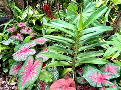 -中国科学院西双版纳热带植物园