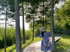 -合肥滨湖国家森林公园