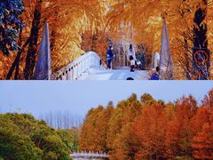 -上海海湾国家森林公园