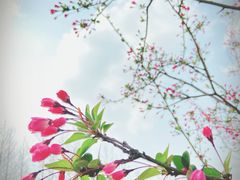 -径山花海