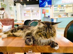 -猫小院猫主题餐厅(三里屯店)