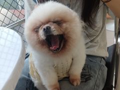 -怪兽屋·羊驼·猫咖·狗咖(俊华广场店)