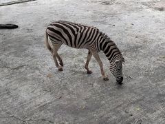 -深圳野生动物园