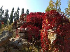 -武清南湖绿博园