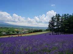 -富田农场