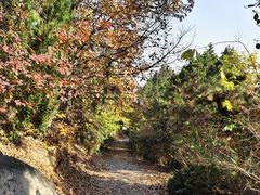 -北京鹫峰国家森林公园