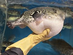 -天正河鲀·河豚亭(大连店)