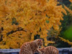 -遵化市禅林寺古银杏风景园