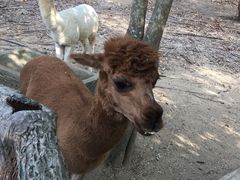 -清迈夜间动物园