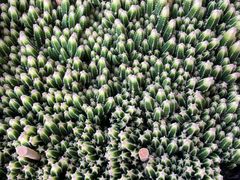 -海吉星国际农产品物流管理有限公司