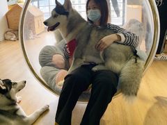 -Husky Go! 哈士奇体验馆·宠物咖啡厅狗咖