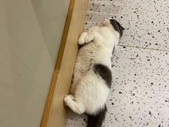 -猫域·湾主题猫咖·宠物吧(南坪城市广场店)