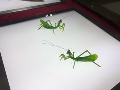 -上海昆虫博物馆