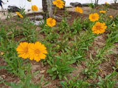 -大兴滨河森林公园