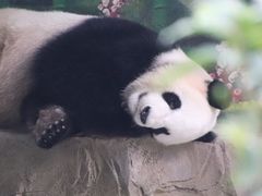 -灵玲国际马戏城