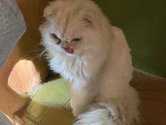-猫猫幼稚园·撸猫·桌游·电玩
