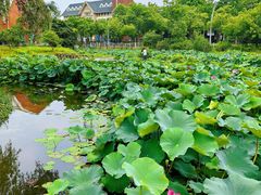 -美兰湖景区