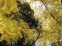 -四川大学(望江校区)