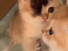 -FAELING PETS美天灵宠物(富力广场店)