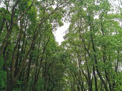 -同里国家湿地公园