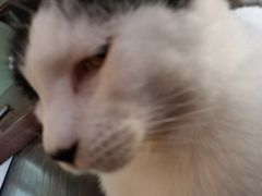 -李小姐の猫咖啡馆(五角场店)