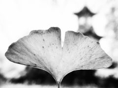 -四川大学(华西校区)