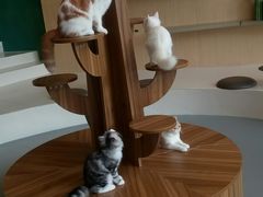 -飞行喵MR PILOT|猫舍·猫咖(静安大融城店)