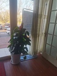 -清雅诗韵丽人产后恢复(回龙观店)