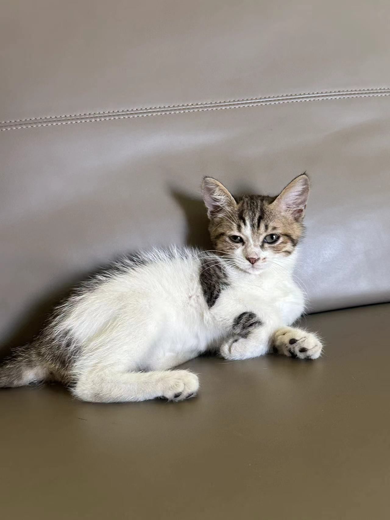 会wink的简州猫妹妹,有人愿意收养吗?免费