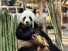 -栾川竹海野生动物园
