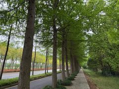 -上海长兴岛郊野公园