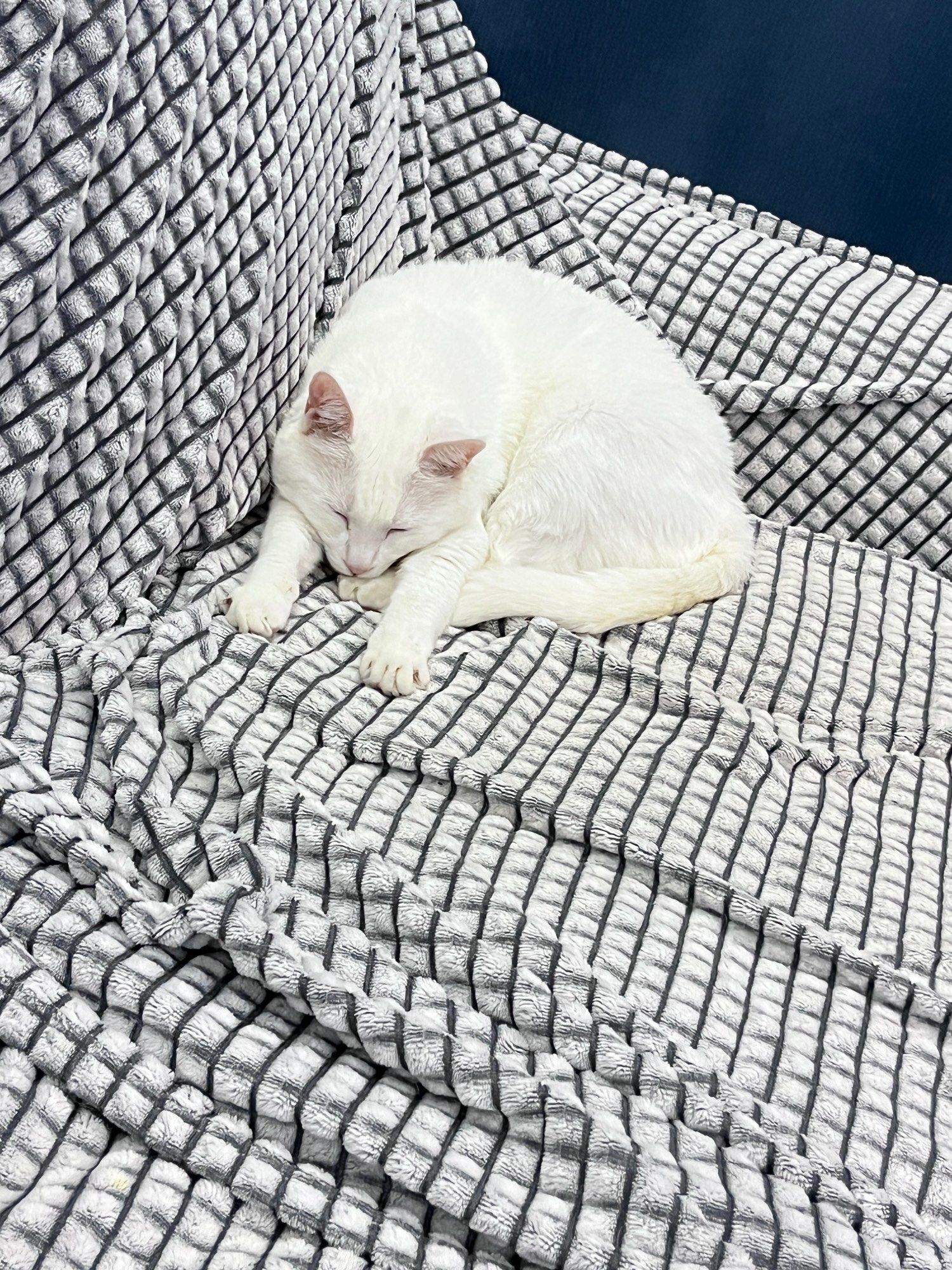 猫咪床上的午睡