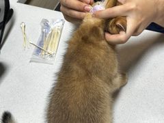 -乐琪宠物医院·犬猫专科·骨外科·急重症