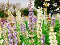 -松山湖梦幻百花洲