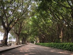 -大湾区中央湿地公园