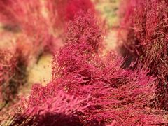 -汉长安城未央宫国家考古遗址公园