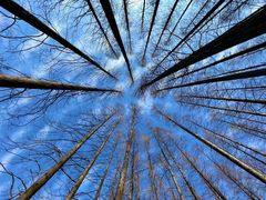 -黄海国家森林公园