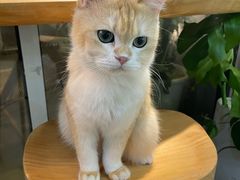 -李小姐の猫咖啡馆(五角场店)