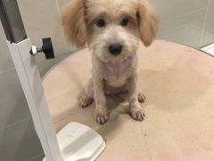 -艾贝尔宠物医院·24H转诊中心·肿瘤猫专科(江宁双龙店)