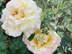 -南京外国语学校(仙林分校西区)