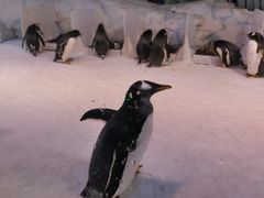 -芜湖新华联大白鲸海洋公园