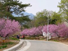 -北京鹫峰国家森林公园