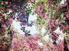 -深圳国际园林花卉博览园