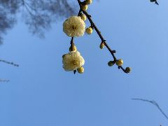 -梅花山(明孝陵内)