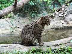 -清迈夜间动物园