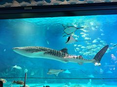 -烟台海昌鲸鲨海洋公园